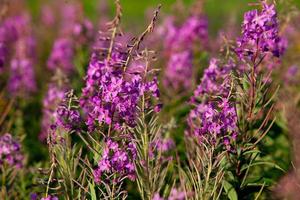 ver de un campo con onagraceae bosque flores, selectivo atención foto