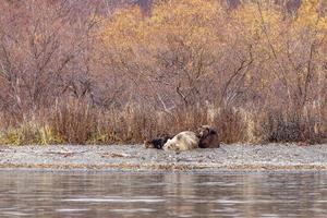 Kamchatka brown bear photo