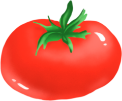 Tomate. Gemüse. Digital Illustration png