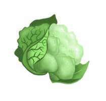 Cauliflower. Vegetable. Digital illustration png