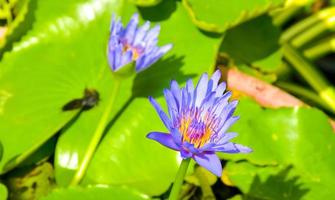 púrpura loto floreciente en Bangkok jardín Tailandia foto