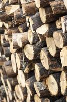 Wall of the stacked wood pile as background. Tree stumps background. Dry oak firewood stacked in a pile. Firewood pile stacked chopped wood trunks. Natural wood background. photo