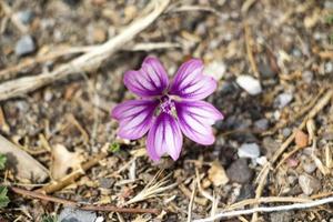 Purple flower of a common mallow, Malva sylvestris photo