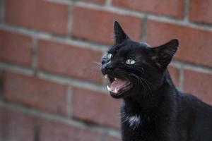 Black cat yawning on brick wall background. Shallow depth of field. photo