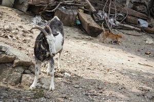 Goat and cat in rural, cat and goat in nature, village life photo