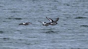 Three Oyster Catchers in Flight over the river Orwell photo