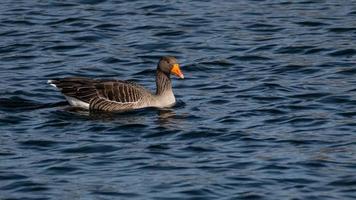 Greylag ganso majestuoso y hermoso foto