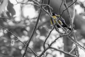 Great tit in its habitat photo