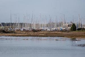 Popular marina at Levington in Suffolk photo