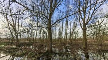 Flooded woodland trees photo