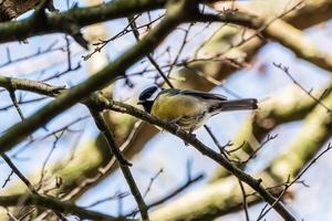 Great tit perched on a twig photo