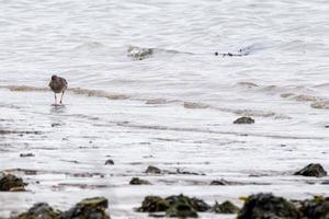 Sandpiper looking for food on the riverbank photo