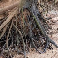 orilla del río erosión completamente evidente foto