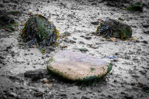 Seaweed strewn riverbank stones photo