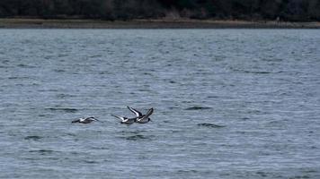 Oyster Catchers in Flight over the River Orwell photo