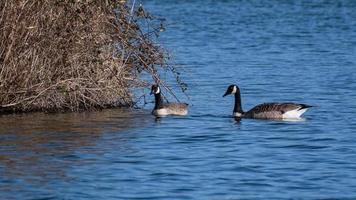 Canadian geese foraging in a lake for food photo