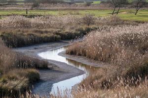 Nearly dry marsh stream photo