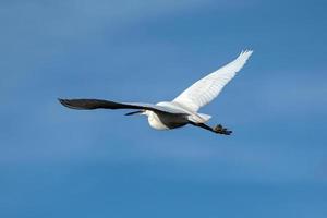 Little Egret in flight with river bokeh background photo