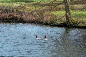 Pair of Canadian geese on a fishing lake photo