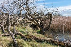 Twisted marsh trees photo