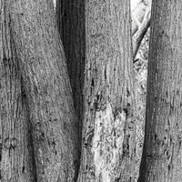 Huddled tree trunks in black and white photo