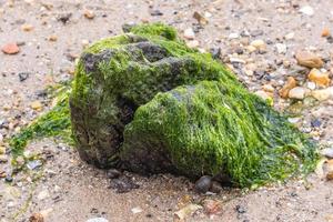 Algae covered eroded tree stump photo