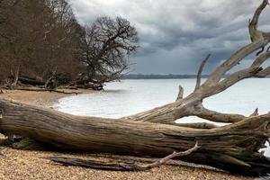 River Orwell riverbank near Levington photo