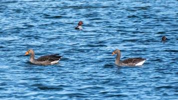 Greylag Geese at Loompit lake in Suffolk photo