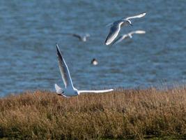 Gulls in flight over marshes photo