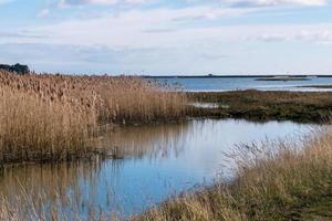 Wild birds nature reserve Hazlewood Marshes photo