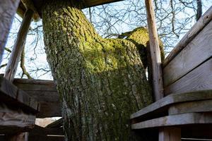 Hunter building in woods with a big tree moor woodland photo