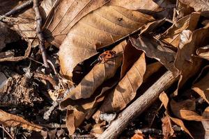 Red beetle in leaves at autumn entomology wilderness garden animal photo