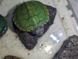 A close up of Trachemys scripta elegans photo