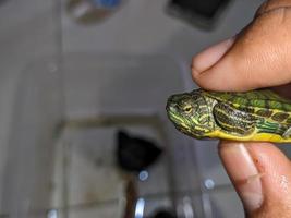 A close up of Trachemys scripta elegans photo