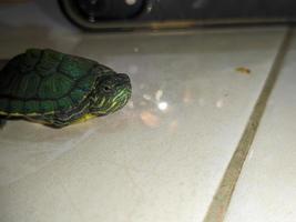 A close up of Trachemys scripta elegans photo