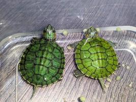 A close up of Trachemys scripta elegans photo