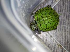 un cerca arriba de traquemias scripta elegans foto