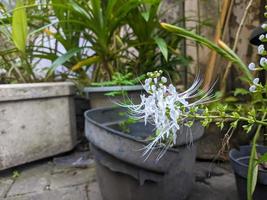 A close up of Orthosiphon aristatus flower photo