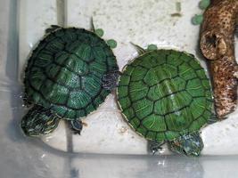 A close up of Trachemys scripta elegans photo