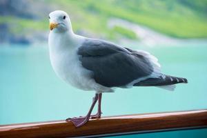 un Gaviota en pie solo en el Oceano ondas. un adorable blanco Gaviota con gris alas y amarillo pico en pie en contra borroso antecedentes de naturaleza en tiempo de día foto