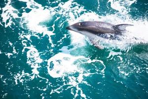 jorobado ballena saltando en el agua. el ballena es pulverización agua y Listo a otoño en sus atrás. jorobado ballenas Pacífico océano. imágenes de mar criaturas vivo en naturaleza y hermosa océano. foto