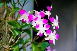 hermosas flores de orquídeas en el árbol foto