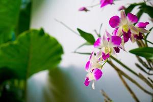 beautiful orchid flowers on tree photo