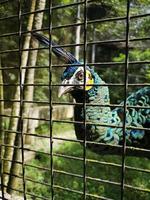 Queen in cage photo