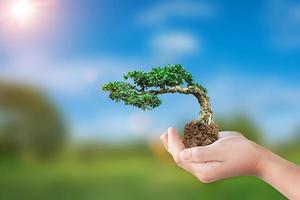 International eco earth day concept. Hand holding bonsai tree growing on natural background photo