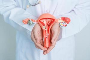 Doctor holding Uterus and Ovaries model. Ovarian and Cervical cancer, Cervix disorder, Endometriosis, Hysterectomy, Uterine fibroids, Reproductive system and Pregnancy concept photo