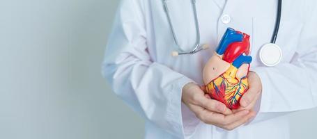 Doctor holding human Heart model. Cardiovascular Diseases, Atherosclerosis, Hypertensive Heart, Valvular Heart, Aortopulmonary window, world Heart day and health concept photo