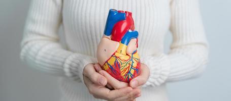 mujer con modelo de corazón humano. enfermedades cardiovasculares, aterosclerosis, corazón hipertenso, corazón valvular, ventana aortopulmonar, día mundial del corazón y concepto de salud foto