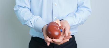 Man holding Anatomical human kidney Adrenal gland model. disease of Urinary system and Stones, Cancer, world kidney day, Chronic kidney and Organ Donor Day concept photo