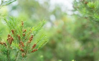 Close-up view of a branch of pine flowering at the forest. Green natural background. Soft focus photo